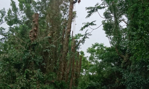 特殊伐採_剪定_伐採_造園_熊本a56862_ceac3f3c9f6b45f68023f9115332d17d_mv20356