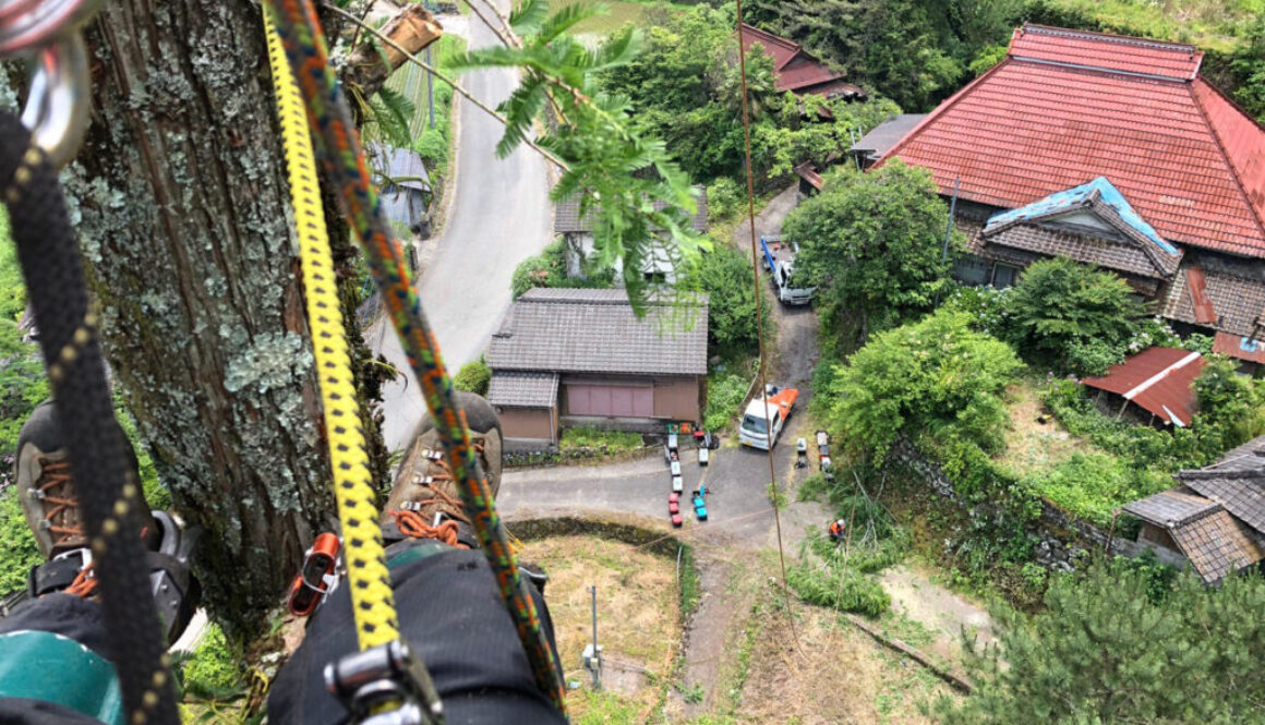 特殊伐採_剪定_伐採_造園_熊本a56862_0902f9638c2547d8ba96c26bb400ac50_mv20020