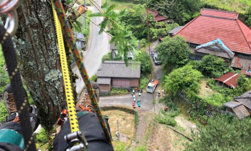 特殊伐採_剪定_伐採_造園_熊本a56862_0902f9638c2547d8ba96c26bb400ac50_mv20020