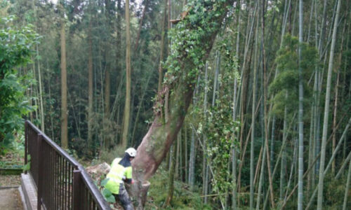 特殊伐採_剪定_伐採_造園_熊本a56862_1504c0c837b1419ab45367bf02305627_mv20037