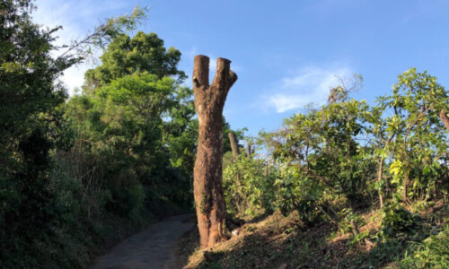 特殊伐採_剪定_伐採_造園_熊本a56862_3f16997d44d748efa024e33bf4b9be61_mv20253