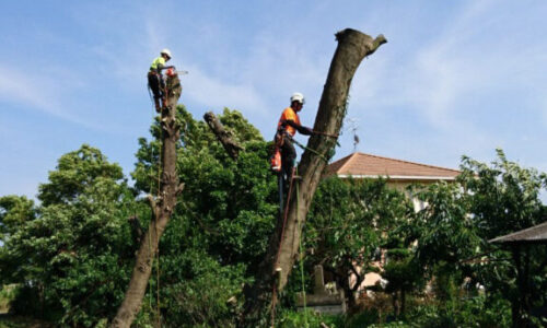 特殊伐採_剪定_伐採_造園_熊本a56862_3f4e0b4660c54d08a1b1280ddbff051b_mv20257
