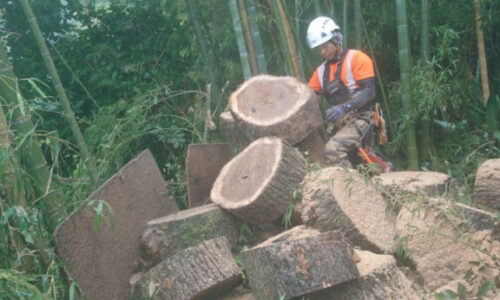 特殊伐採_剪定_伐採_造園_熊本a56862_4daca31f3ee8439494e773a6a00e5beb_mv20282