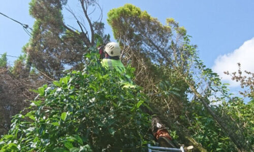 特殊伐採_剪定_伐採_造園_熊本a56862_634538e0286347c6ba44433a48612a67_mv20170