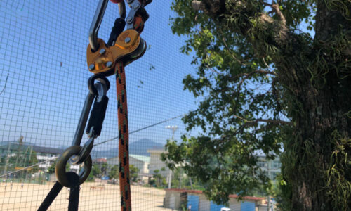 特殊伐採_剪定_伐採_造園_熊本a56862_8e946de50f324ec0ba79b113d49899d9_mv20119