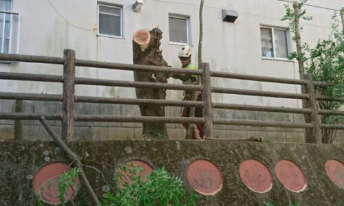 特殊伐採_剪定_伐採_造園_熊本a56862_e850c233792b4ac39904692b7d5ce279_mv20141