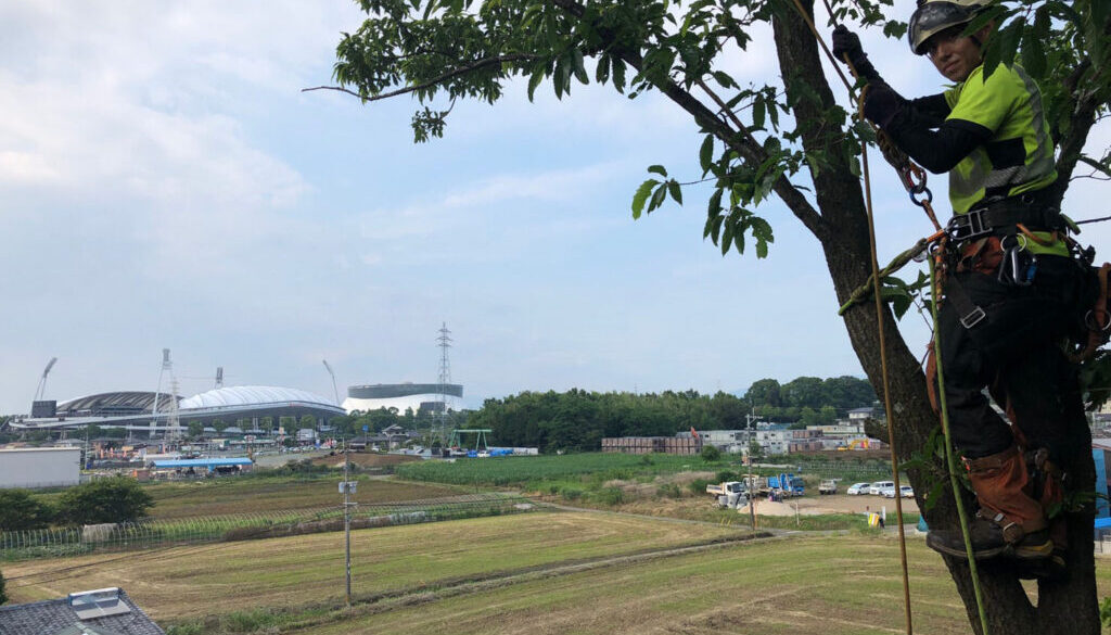 特殊伐採_剪定_伐採_造園_熊本a56862_eba36f5eccab41428e9cb171ce0b9725_mv20175