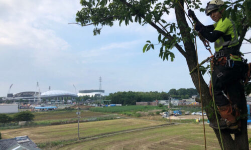 特殊伐採_剪定_伐採_造園_熊本a56862_eba36f5eccab41428e9cb171ce0b9725_mv20175