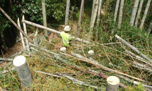 朝の打ち合わせで決めた一人一人の担当する区画を黙々と切り進めていきます