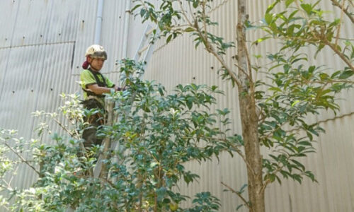 剪定作業中。梯子を使い、いずれも上から順に高さを下げていきます