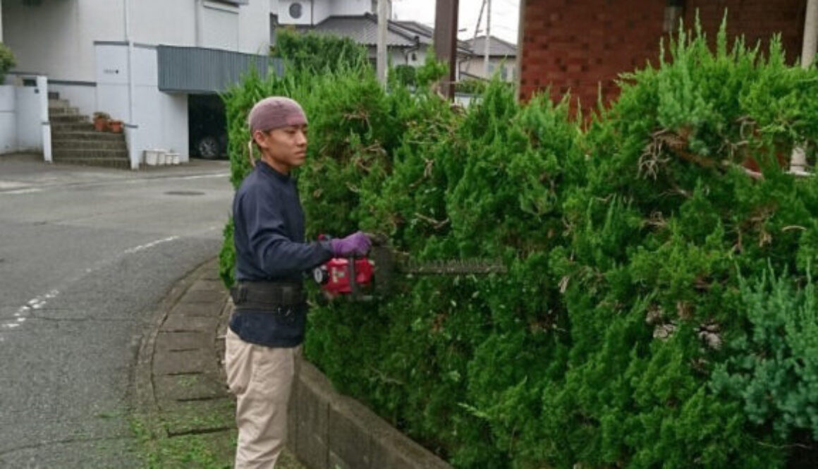 始めに住宅を囲むカイズカイブキの生垣を刈り込んでいき、マキの木、ツゲの剪定を行いました。