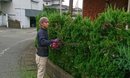 始めに住宅を囲むカイズカイブキの生垣を刈り込んでいき、マキの木、ツゲの剪定を行いました。