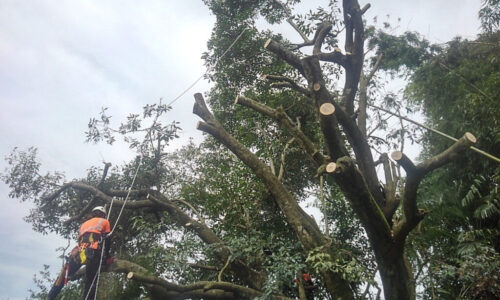 作業は午前中の内に完了。枝葉の片付け、仕上げ作業を行い作業は無事完了しました