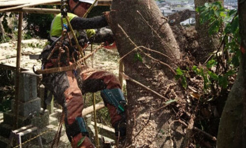 特殊伐採_剪定_伐採_造園_熊本a56862_6f5f8fc352f9481bbb285b9e44918a65_mv20374