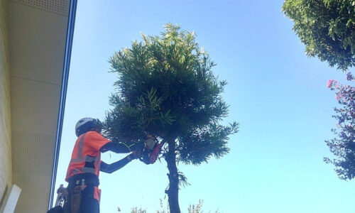 特殊伐採_剪定_伐採_造園_熊本a56862_6fda2c1db4ca4fe887689854ab347e6b_mv20380