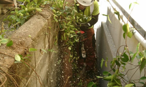 特殊伐採_剪定_伐採_造園_熊本a56862_70d5171044754ce3a6721bef473b60ff_mv20156