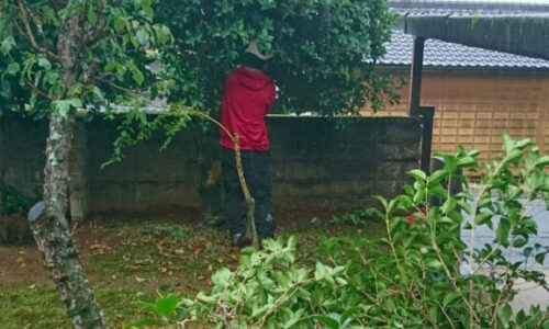 キンモクセイ伐採作業状況