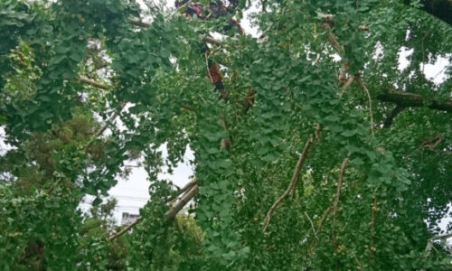 特殊伐採_剪定_伐採_造園_熊本a56862_c78dd7c19d3f49d189a435d91572894c_mv20297