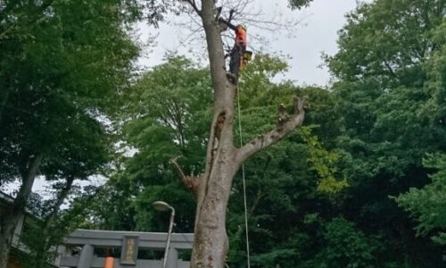 特殊伐採_剪定_伐採_造園_熊本a56862_0560dc5525524e39adde6a92ed249665_mv2