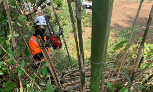 特殊伐採_剪定_伐採_造園_熊本a56862_705a2a4ff1804960a4356ec28aaa75ee_mv20198