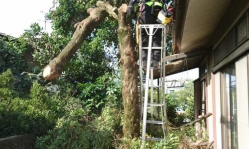 特殊伐採_剪定_伐採_造園_熊本a56862_f722a61f473843af9b507c887554f609