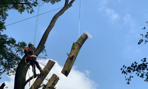 特殊伐採_剪定_伐採_造園_熊本a56862_fae6acf992eb4280a86d99e66acae28c_mv20294