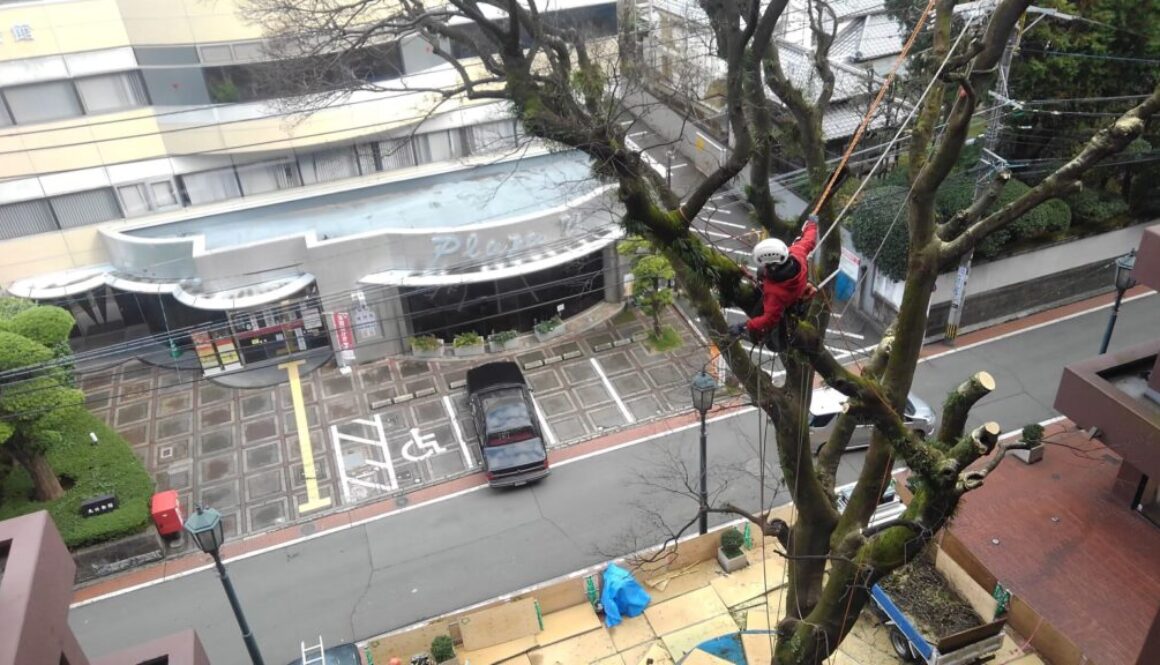 下には枝を落とせない状況の中、作業は細心の注意を払いながら進めました
