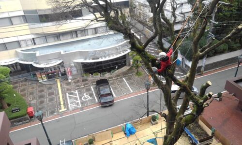 下には枝を落とせない状況の中、作業は細心の注意を払いながら進めました