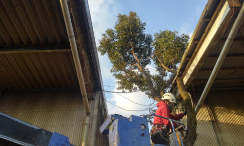 特殊伐採_剪定_伐採_造園_熊本a56862_4f5ef0c51f914f6d92195be1a41c2956_mv2_d_2730_1536_s_20299