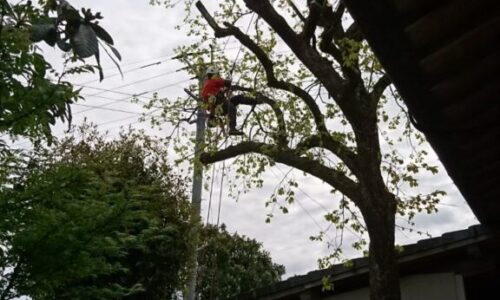 特殊伐採_剪定_伐採_造園_熊本a56862_7333bd80e29c4a2ab8463822af7a3304