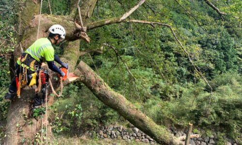 特殊伐採_剪定_伐採_造園_熊本a56862_7a60a8951d1f4c52bdd1e7a602e99795