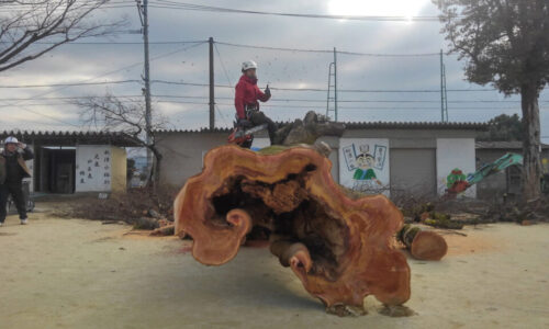 特殊伐採_剪定_伐採_造園_熊本a56862_7a871220363d4a9d9f4647d105ee534f_mv2_d_2730_1536_s_20391