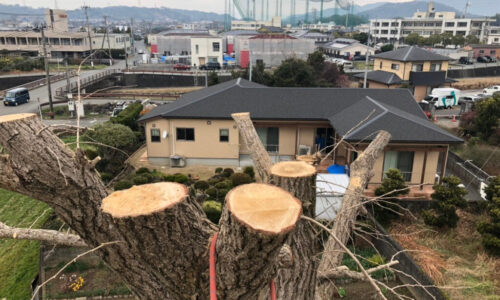 特殊伐採_剪定_伐採_造園_熊本a56862_aebed611671c4730a553c8218aa6cc1a_mv20111