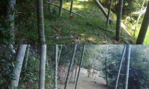 特殊伐採_剪定_伐採_造園_熊本a56862_c5d7baf21c8a4788aa247a677ecbad22_mv2_d_1280_1280_s_20286