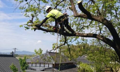 特殊伐採_剪定_伐採_造園_熊本a56862_cb7ea34f854e4cb38590fc66735a0b93