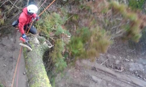 特殊伐採_剪定_伐採_造園_熊本a56862_d2a3974800eb45ff9389d37e18c47138_mv2_d_1536_2730_s_2