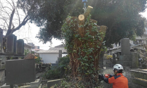 特殊伐採_剪定_伐採_造園_熊本a56862_f7540e6570e64c67be5e6fe252d0d297_mv20271