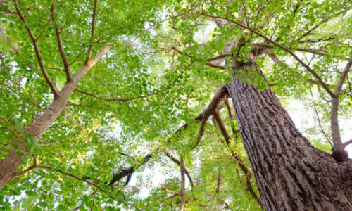 特殊伐採_剪定_伐採_造園_熊本f94278_06546284aa0f4819889acace4d7e4357_mv20329