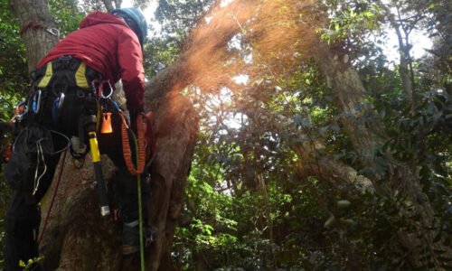 特殊伐採_剪定_伐採_造園_熊本f94278_493bf69876b04e06983a21300a4afb7a_mv2_d_2730_1536_s_20363