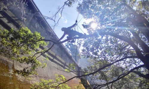 特殊伐採_剪定_伐採_造園_熊本f94278_777d77726ad44f5a94ec9943549bf099_mv20387