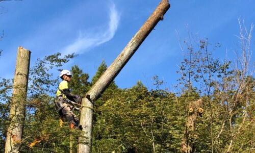 山猿_特殊伐採_伐採_造園_a56862_5e2997db9ad84dd8b23a3eb1724e4c0a_mv2_d_2364_1774_s_2