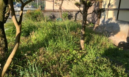 特殊伐採_剪定_伐採_熊本市北区貢町_a56862_d35ba76fe13d43a5b423826d20cbc6c8_mv2