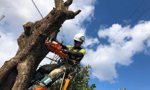 特殊伐採_剪定_伐採_熊本市西区花園_a56862_398053bc58d743e3a603d18fd021d589_mv2_d_2364_1774_s_2