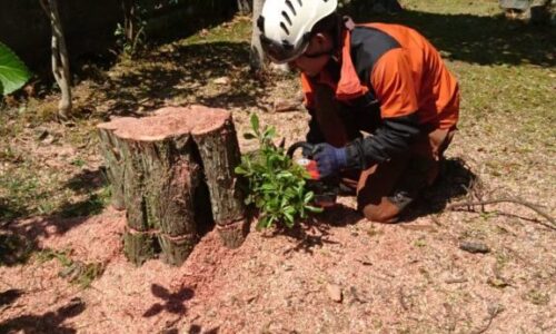特殊伐採_剪定_伐採_熊本県宇城市三角町_a56862_b31071e42fe44b428c8c247209ccdb8d_mv2