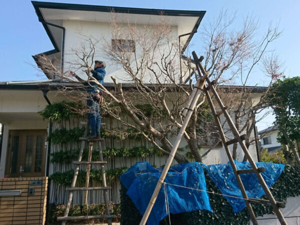 樹木の剪定