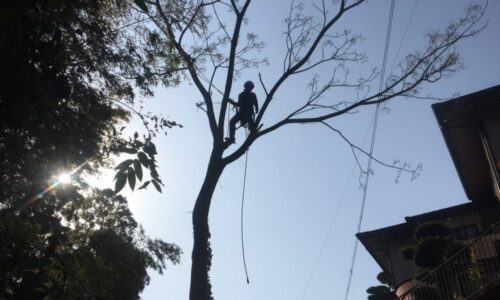 a56862_49edd75e04174ce997117b0670d61ff0_mv2