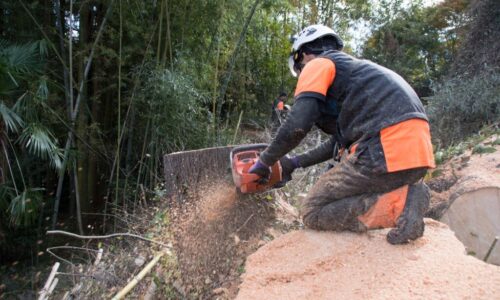 地際まで切り下げて伐採を終えました。