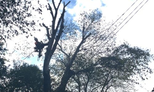 a56862_922a6ff5626f40f893ea272f236e81a7_mv2