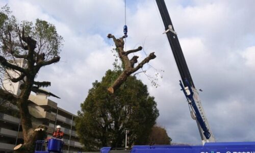 楠中央公園　フエダー緑建_200225_0010