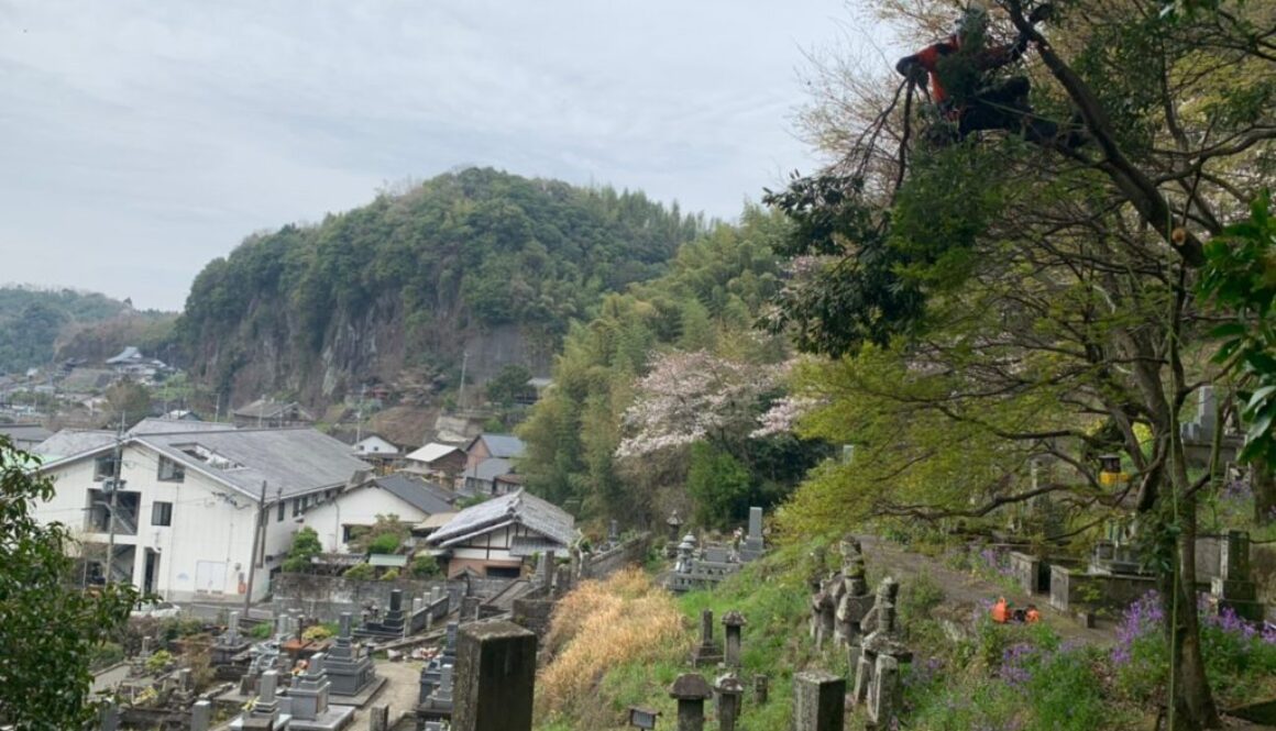 樹木の下部から徐々に枝を切り落としていく郡